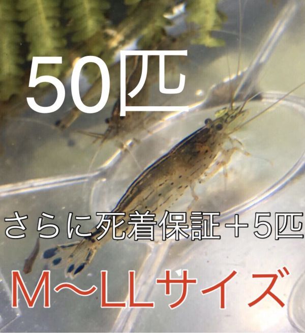 No77【50匹】＋予備保障５匹 ヤマトヌマエビ M～LLサイズ 淡水エビ 甲殻類 掃除 苔 19  の画像1