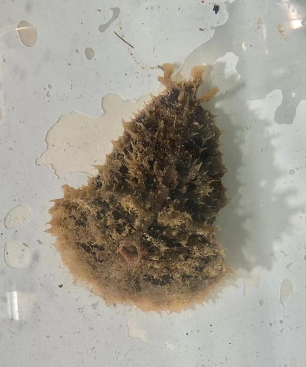 No33 タツナミガイ Ｓサイズ 近海魚 海水魚 生体 シノアバクテリア対策 コケ対策 ウミウシ アメフラシ科  の画像1