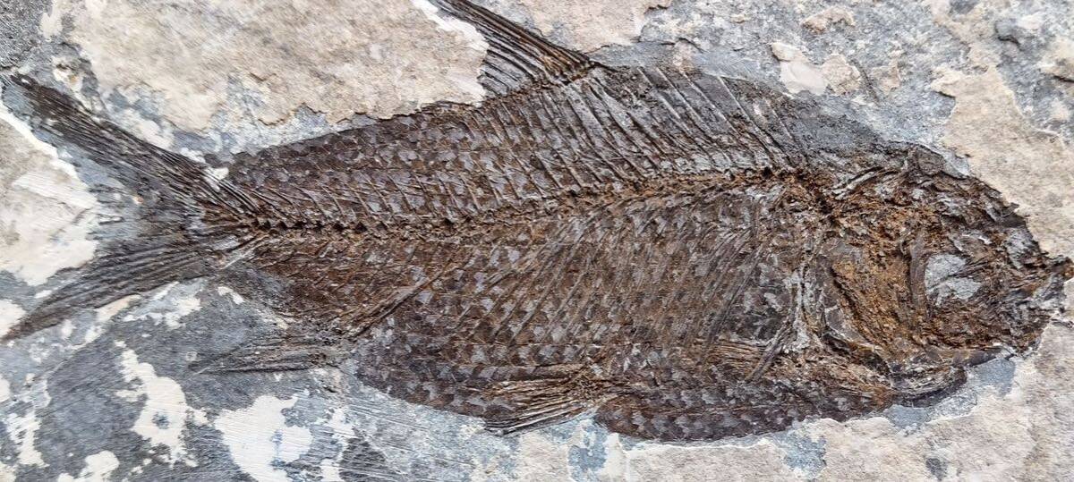  fossil fish. fossil ( rebirth fee China lake north .) in the case 