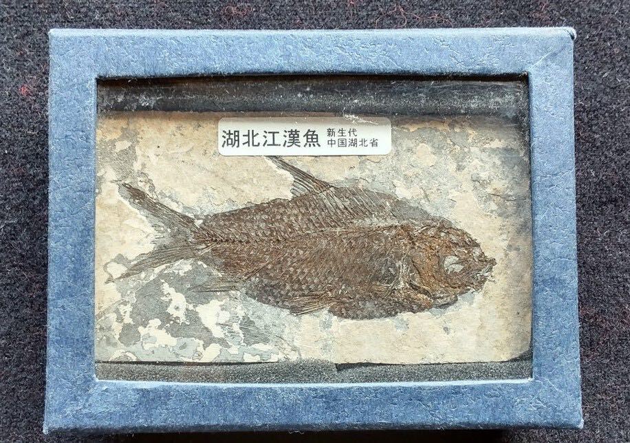  fossil fish. fossil ( rebirth fee China lake north .) in the case 