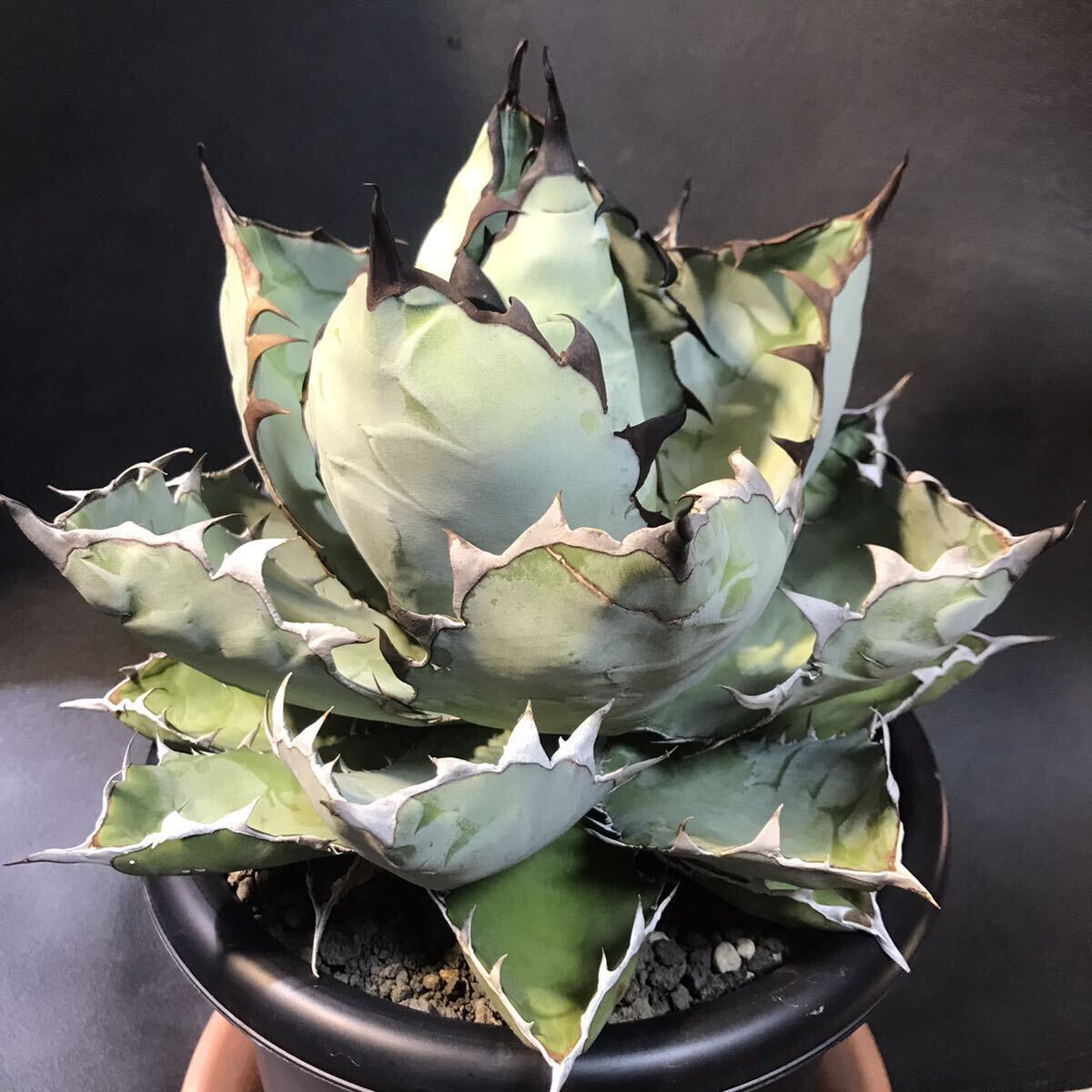 ブラックアンドブルー BB ブルーボール アガベ チタノタ black&blue 大株 写真現品 抜き苗発送 Agave titanota の画像1