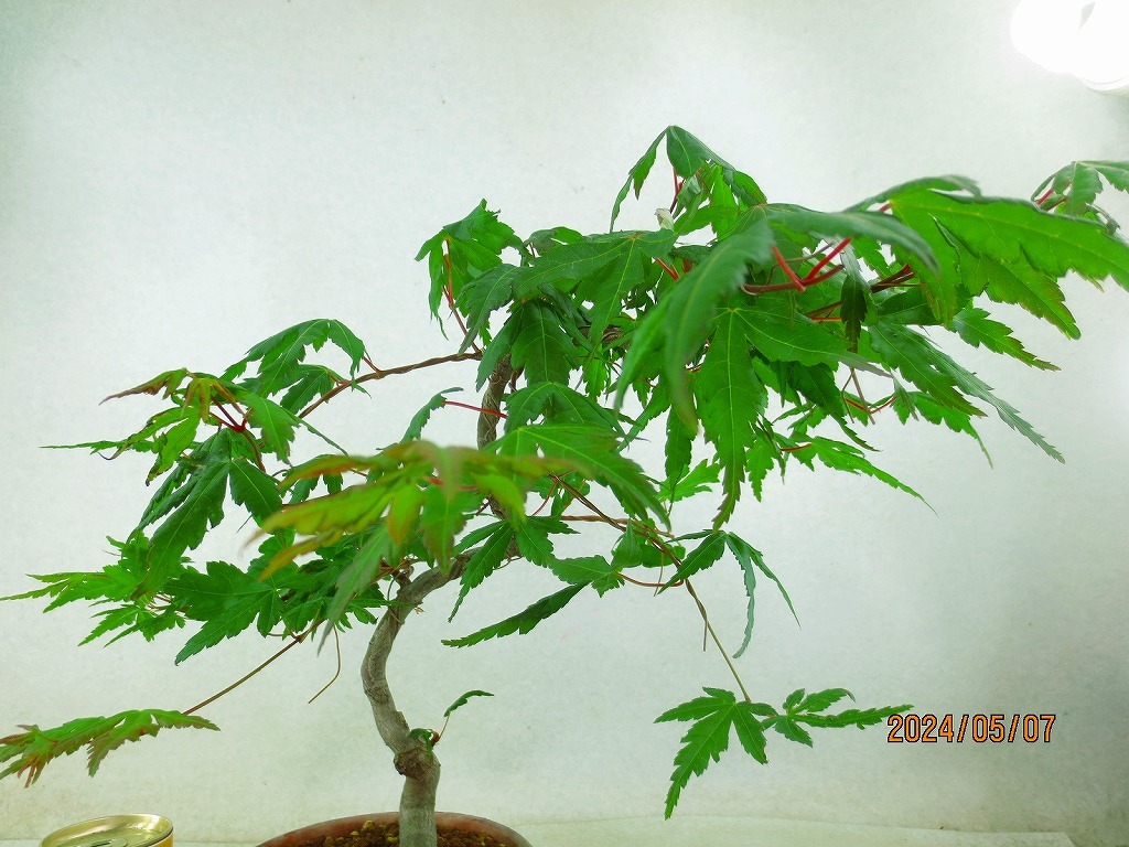 [. manner bonsai Ryuutsu ]momiji(5211 plant pot ) total height :41.* same packing is [ together transactions ] procedure strict observance *100 size * postage clear writing 
