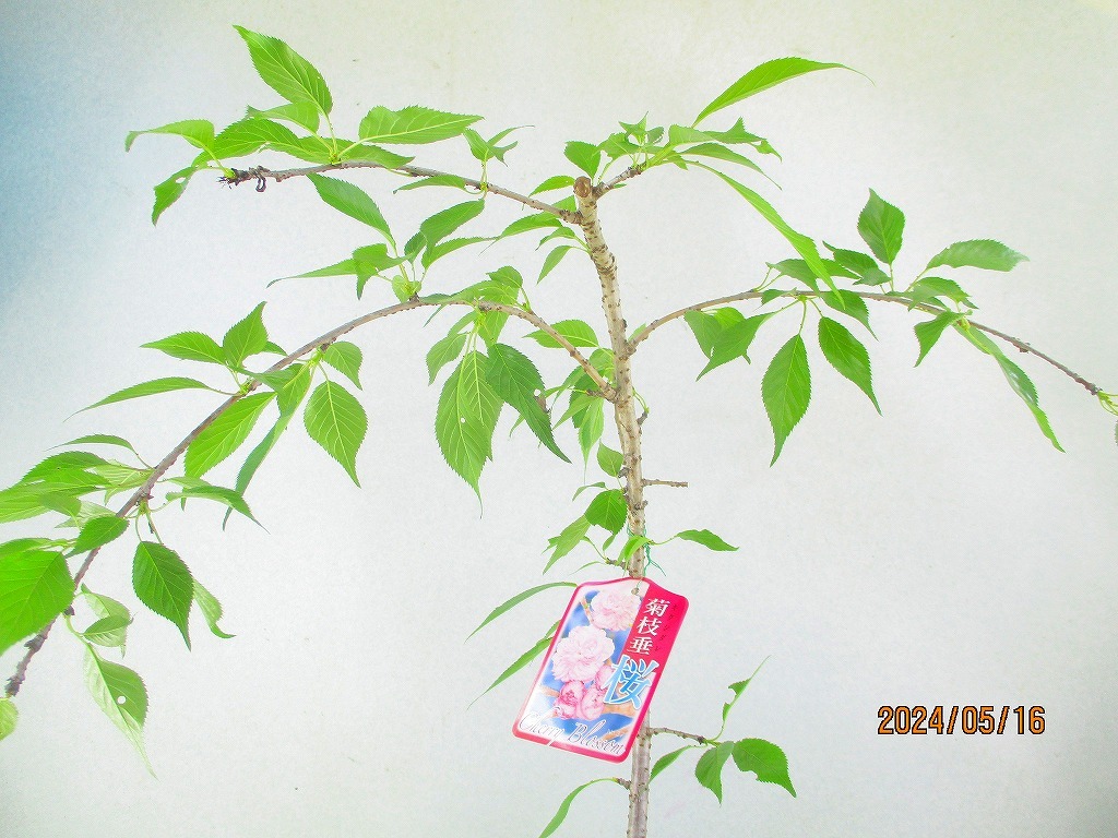 [. manner sapling Ryuutsu ]. branch shide . Sakura (51153) total height :60.*140 size * same packing * postage attention *[ together transactions ] procedure strict observance 