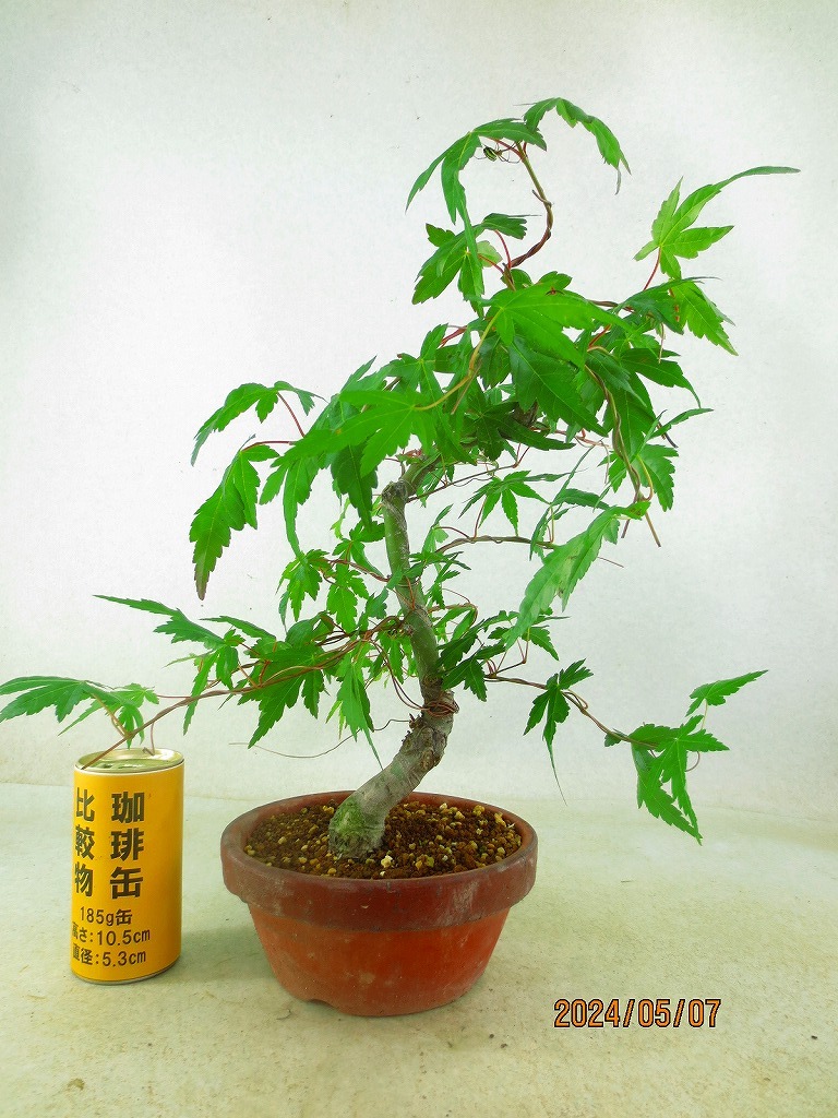 [. manner bonsai Ryuutsu ]momiji(5209 plant pot ) total height :41.* same packing is [ together transactions ] procedure strict observance *100 size * postage clear writing 