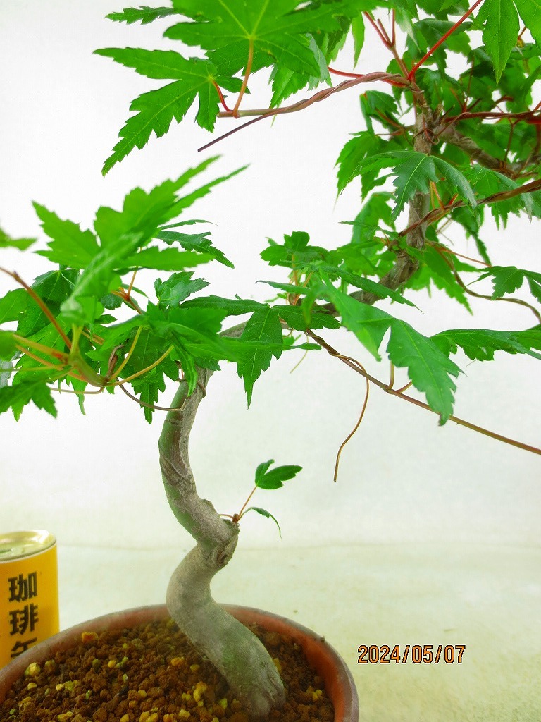 [. manner bonsai Ryuutsu ]momiji(5211 plant pot ) total height :41.* same packing is [ together transactions ] procedure strict observance *100 size * postage clear writing 