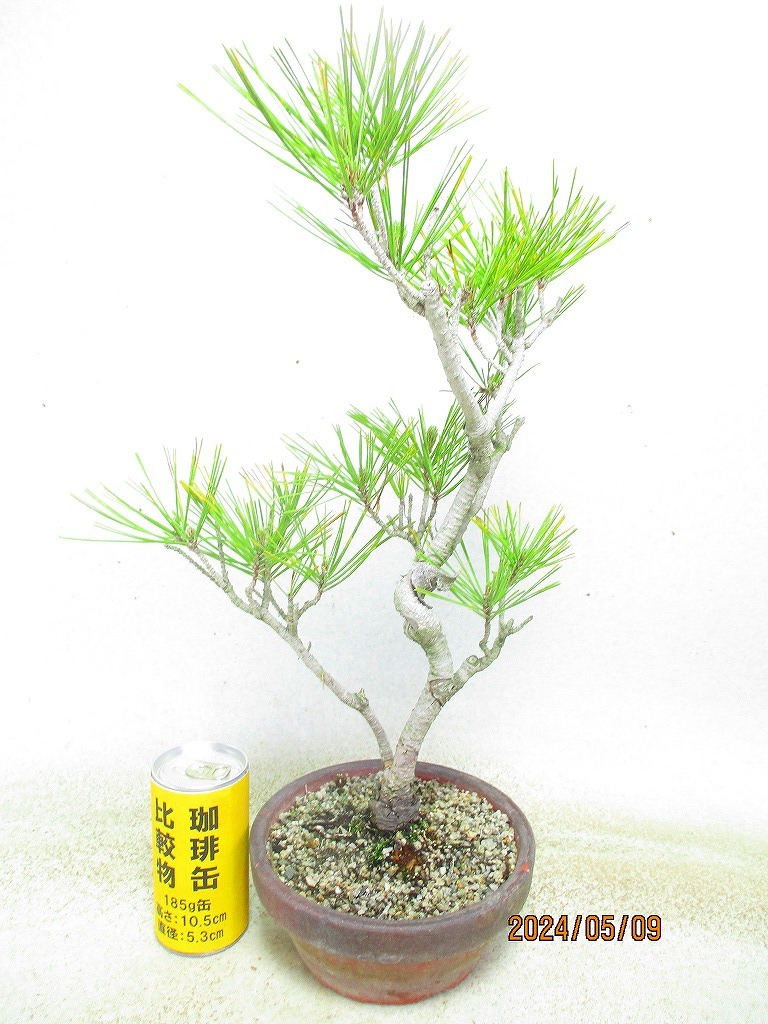 [. manner bonsai Ryuutsu ] red pine (5504 purple mud circle pot ) total height :45.* same packing is [ together transactions ] procedure strict observance *120 size * postage clear writing 