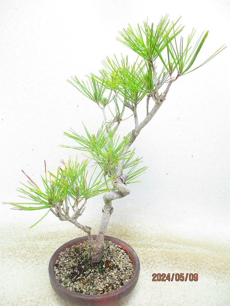 [. manner bonsai Ryuutsu ] red pine (5504 purple mud circle pot ) total height :45.* same packing is [ together transactions ] procedure strict observance *120 size * postage clear writing 