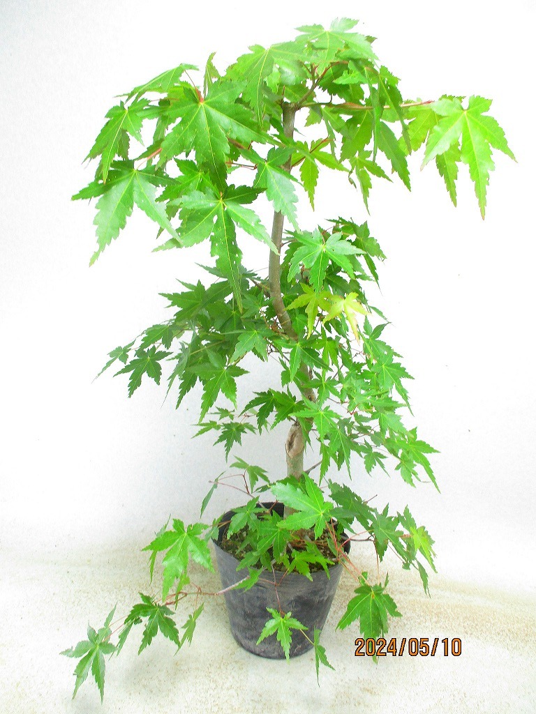 [. manner sapling Ryuutsu ]momiji goods kind unknown (5527) total height :59.* same packing is [ together transactions ] procedure strict observance *120 size * postage clear writing 