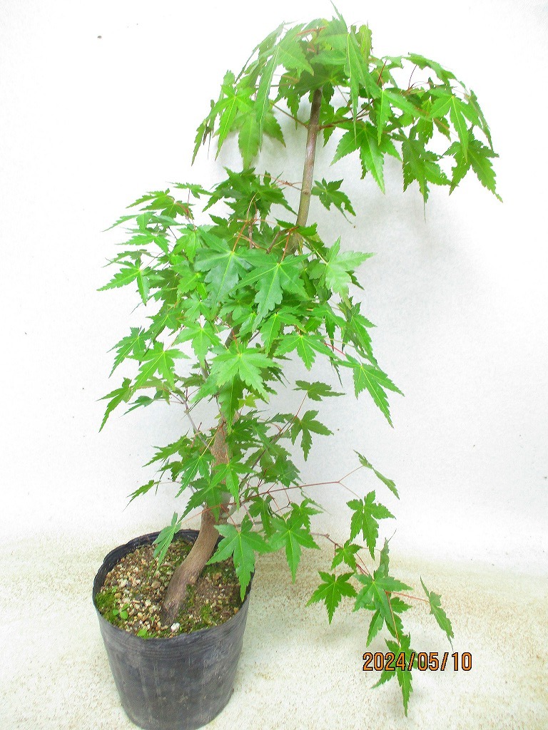 [. manner sapling Ryuutsu ]momiji goods kind unknown (5527) total height :59.* same packing is [ together transactions ] procedure strict observance *120 size * postage clear writing 