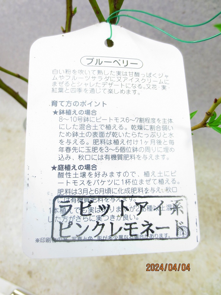 [野風苗木流通]ブルーベリー ピンクレモネード 花芽多数付(4222)全高：53㎝※同梱包は「まとめて取引」手続厳守※100サイズ＊送料明記　_画像3