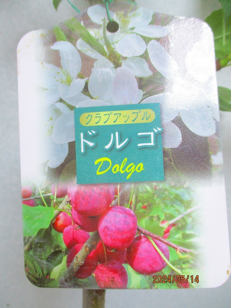 [野風苗木流通]クラブアップル ドルゴ(5895)全高：68㎝※同梱包は「まとめて取引」手続厳守※100サイズ＊送料明記_画像2