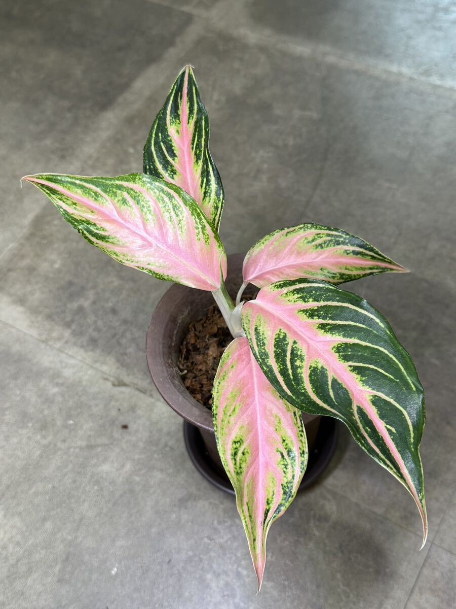 【Veil plants】希少高級株 Aglaonema pinkPanama.アグラオネマ ピンクパナマ タイ直輸入ハイクオリティファーム株2の画像2