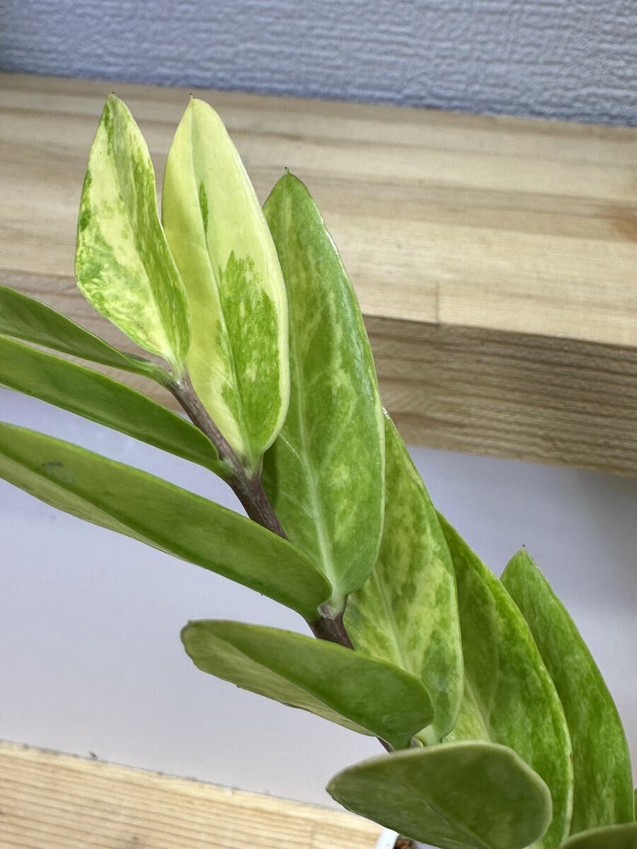 【veil plants】ハイクオリティ株　Zamioculcas zamiifolia Variegated 斑入り タイハイクオリティファーム直輸入_画像4