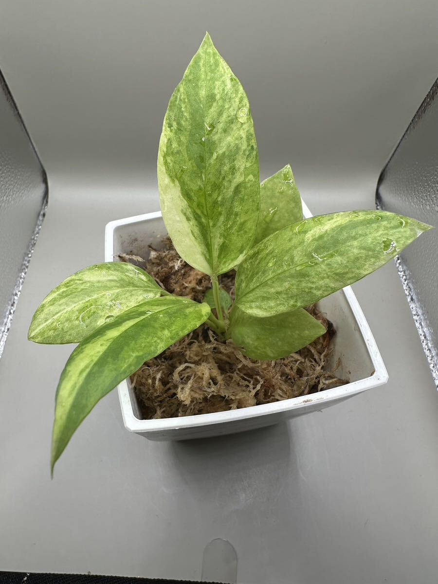 【veil plants】アンスリウム ビッタリフォリウム 斑入り Anthurium Vittarifolium Variegated タイハイクオリティファーム直輸入株_画像2