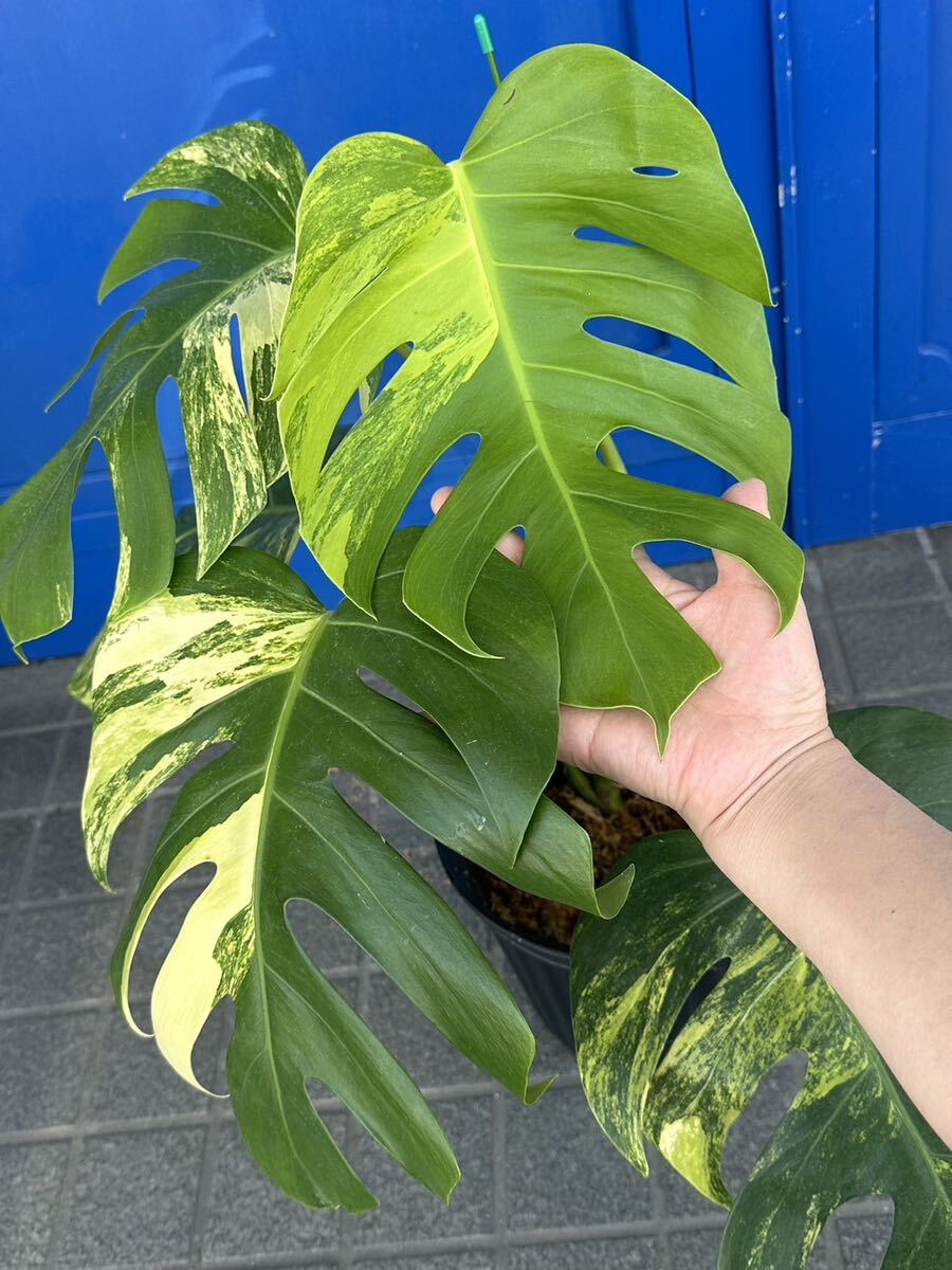 [veil plants] monstera borusi gear na ole a. entering Monstera borsigiana Aurea Variegata Thai direct import high quality stock 