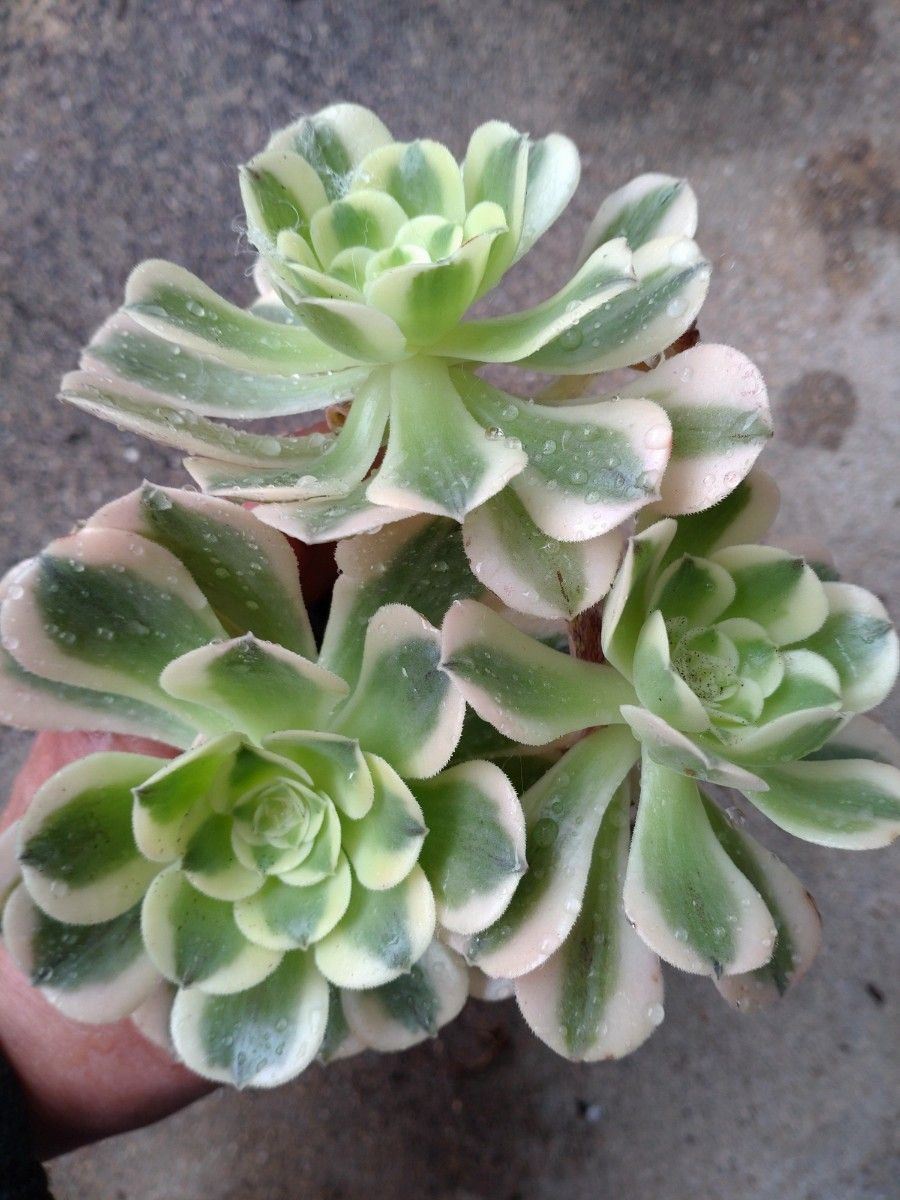 多肉植物 アエオニウム グリーンメデューサ錦 抜き苗 1頭|Yahoo 多肉植物 アエオニウム グリーンメデューサ錦 抜き苗 1頭|Yahoo