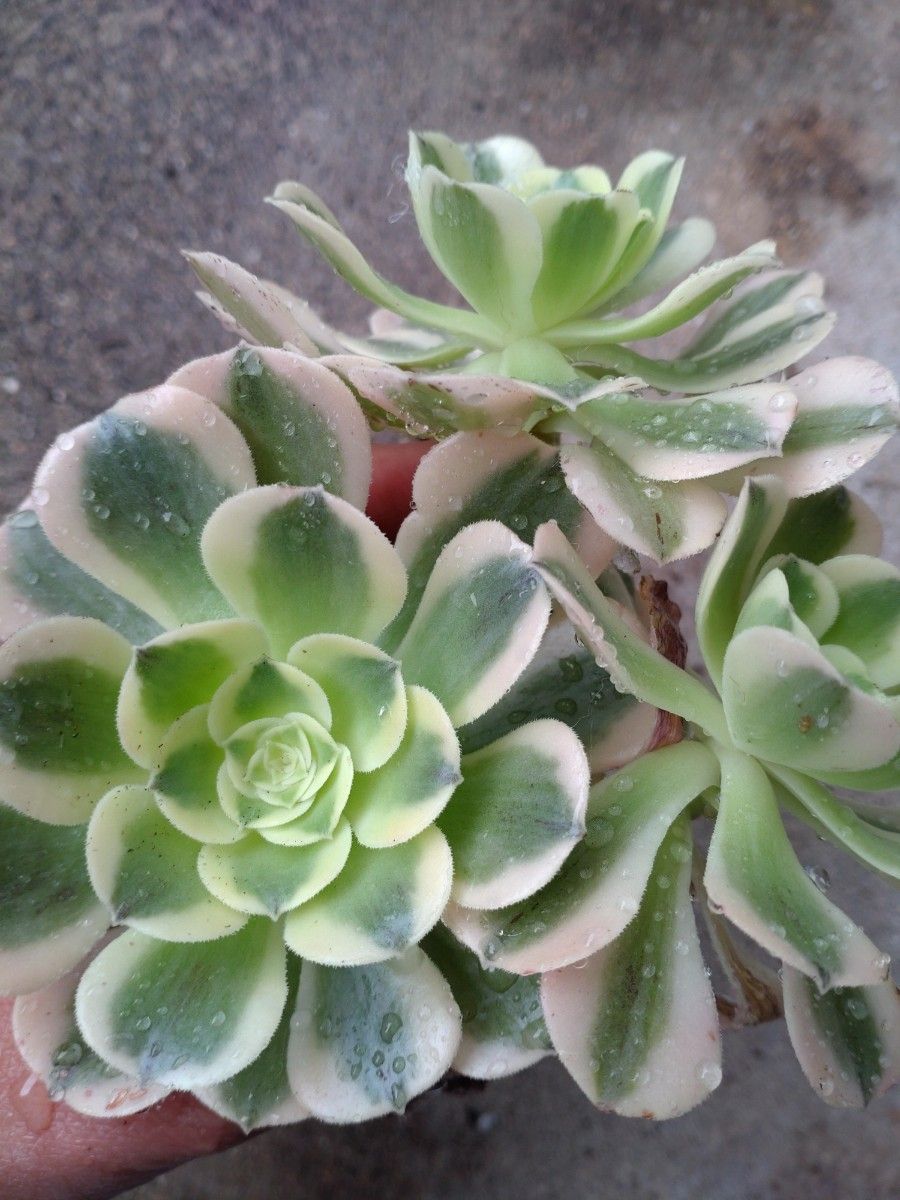 多肉植物 アエオニウム グリーンメデューサ錦 抜き苗 1頭|Yahoo 多肉植物 アエオニウム グリーンメデューサ錦 抜き苗 1頭|Yahoo