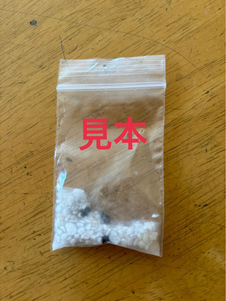クリスマスローズ 桜利休かすり 曽田園芸 セルフ 種 3粒|Yahoo クリスマスローズ 桜利休かすり 曽田園芸 セルフ 種 3粒|Yahoo
