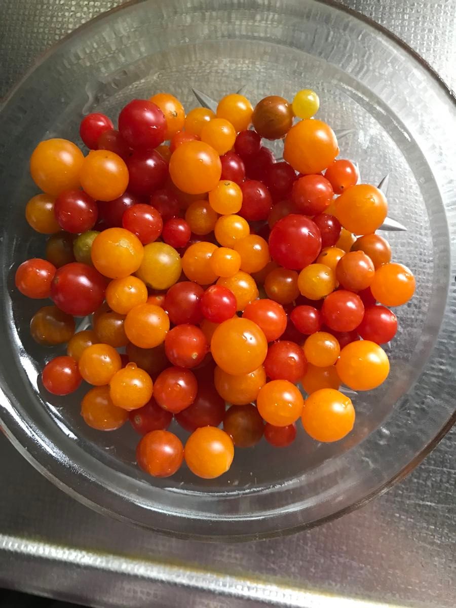 B マイクロトマト赤　黄　とうがらしの種