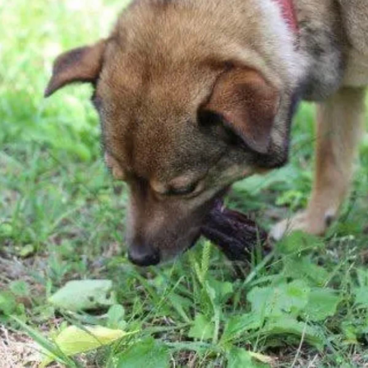 鹿スペアリブ(M) 200g★ 新鮮 犬用 富士山 鹿肉 ジャーキー 無添加おやつ ドックフード 高タンパク 富士北麓ジビエ専門店