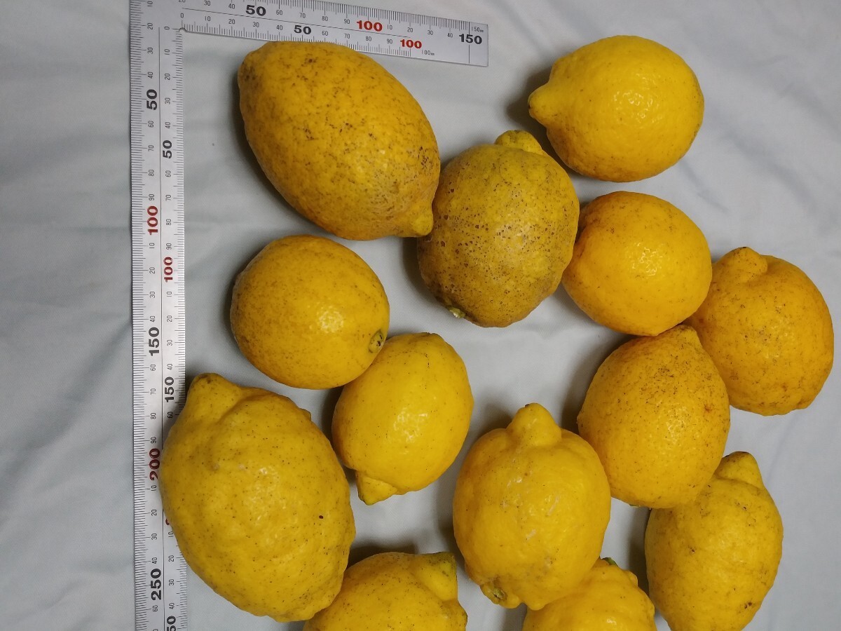 １ 広島瀬戸田 こだわり レモン B級品 大玉等 サイズいろいろ ビタミンC 農家直送 家庭用の画像2