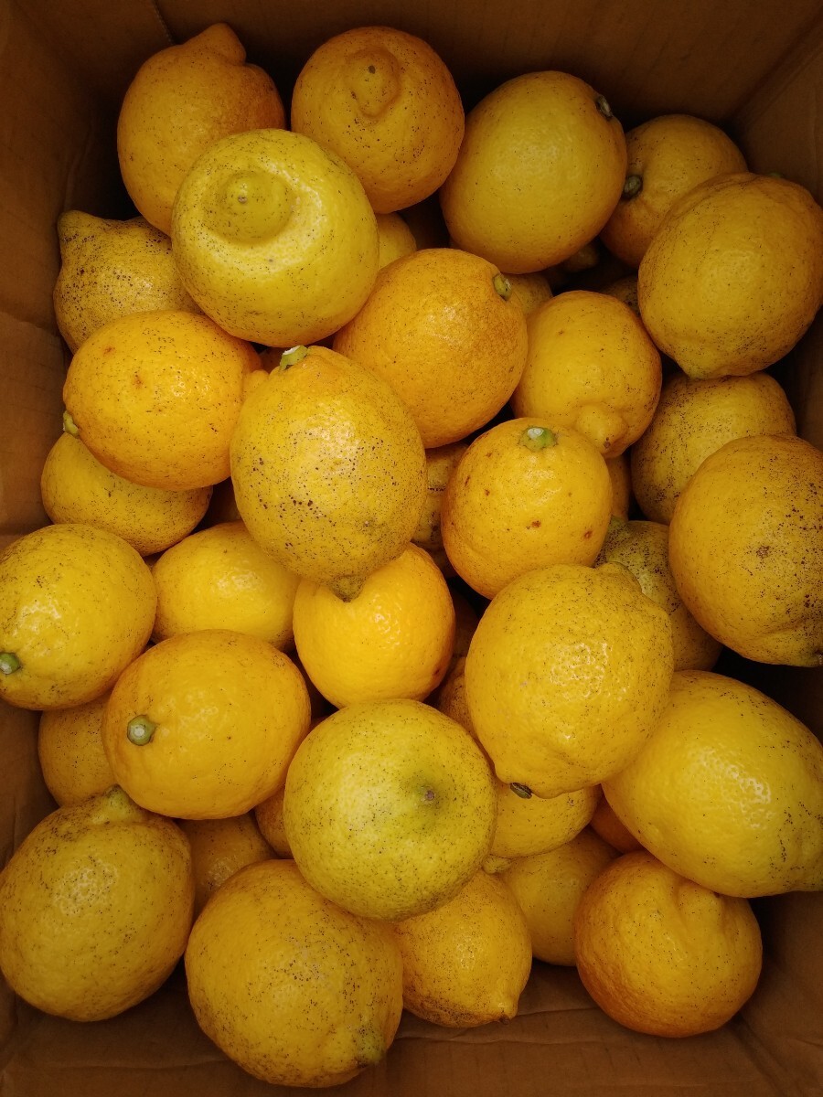 １ 広島瀬戸田 こだわり レモン B級品 大玉等 サイズいろいろ ビタミンC 農家直送 家庭用の画像1