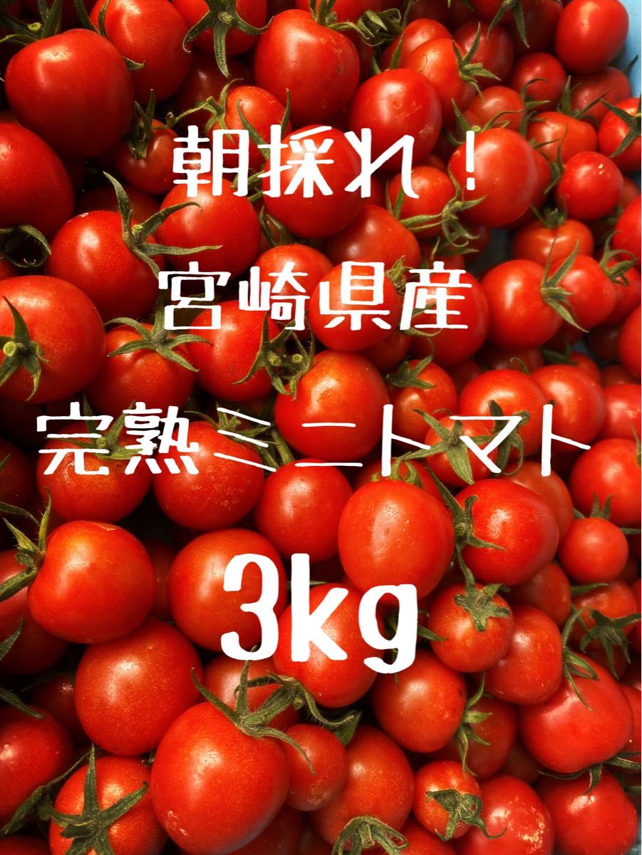 宮崎県産　完熟ミニトマト　3kg
