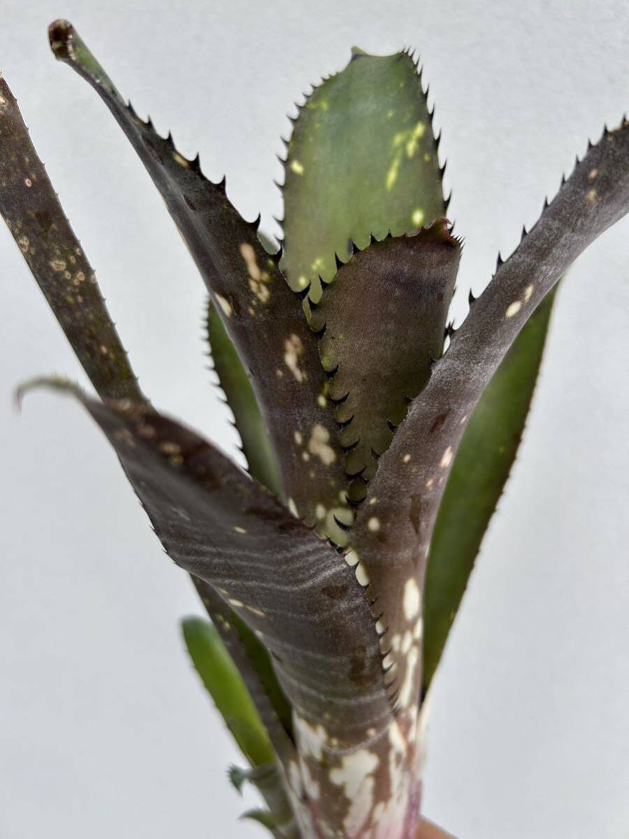 Billbergia Waxing Gibbous ビルベルギア ワキシングギボス ② 子株付きの画像3