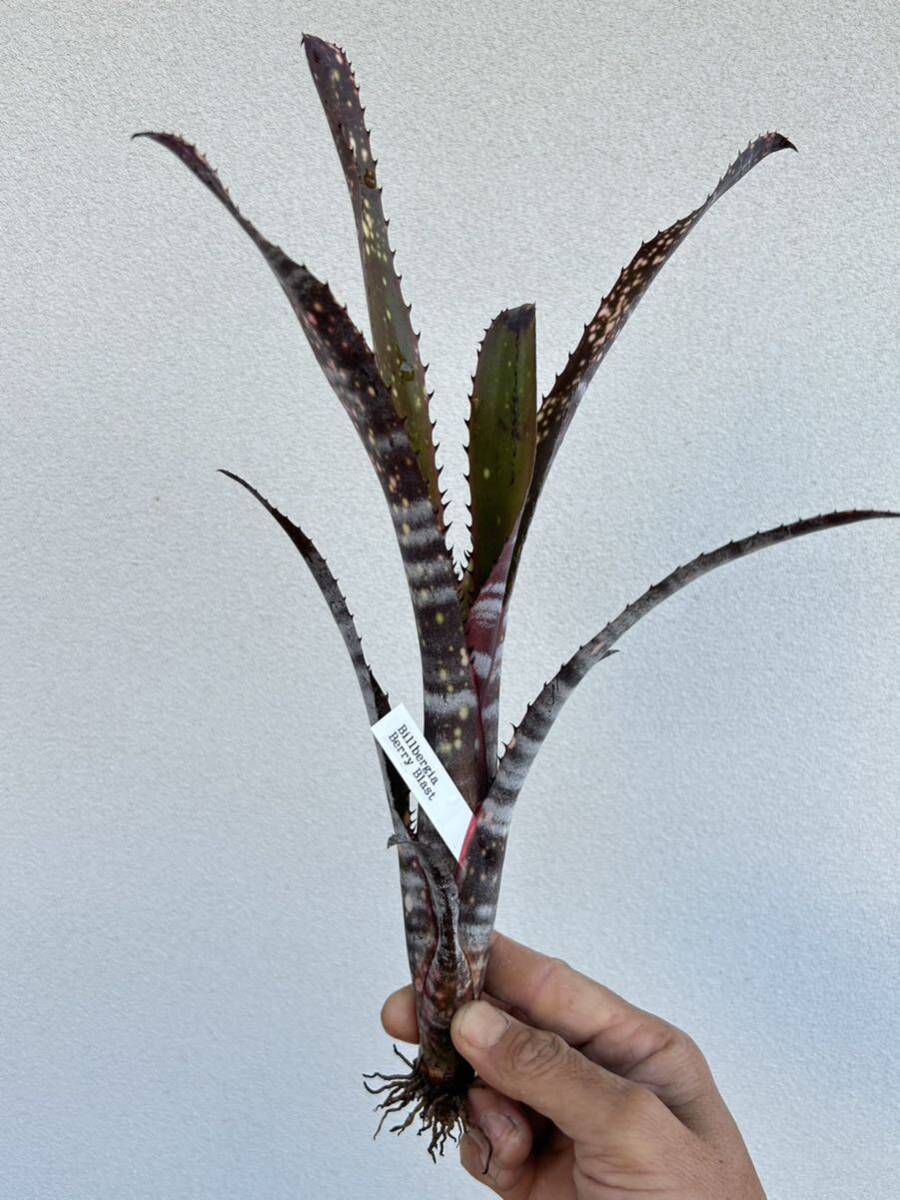 Billbergia Berry Blast ビルベルギア ベリーブラストの画像4