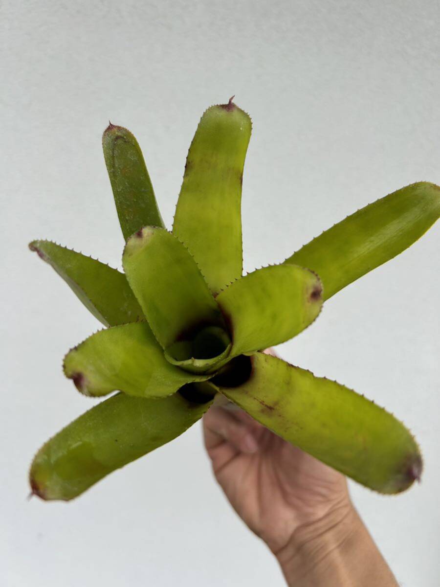 Neoregelia capixaba ex Michael's Bromeliads ネオレゲリア　原種_画像2