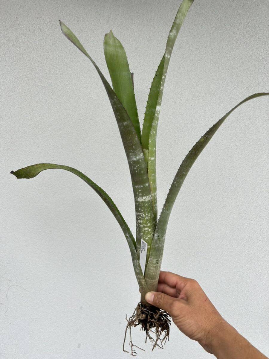 Billbergia violace Brom-L #405 TF 8268 Bill bell gear viola sea Toro pi flora ..