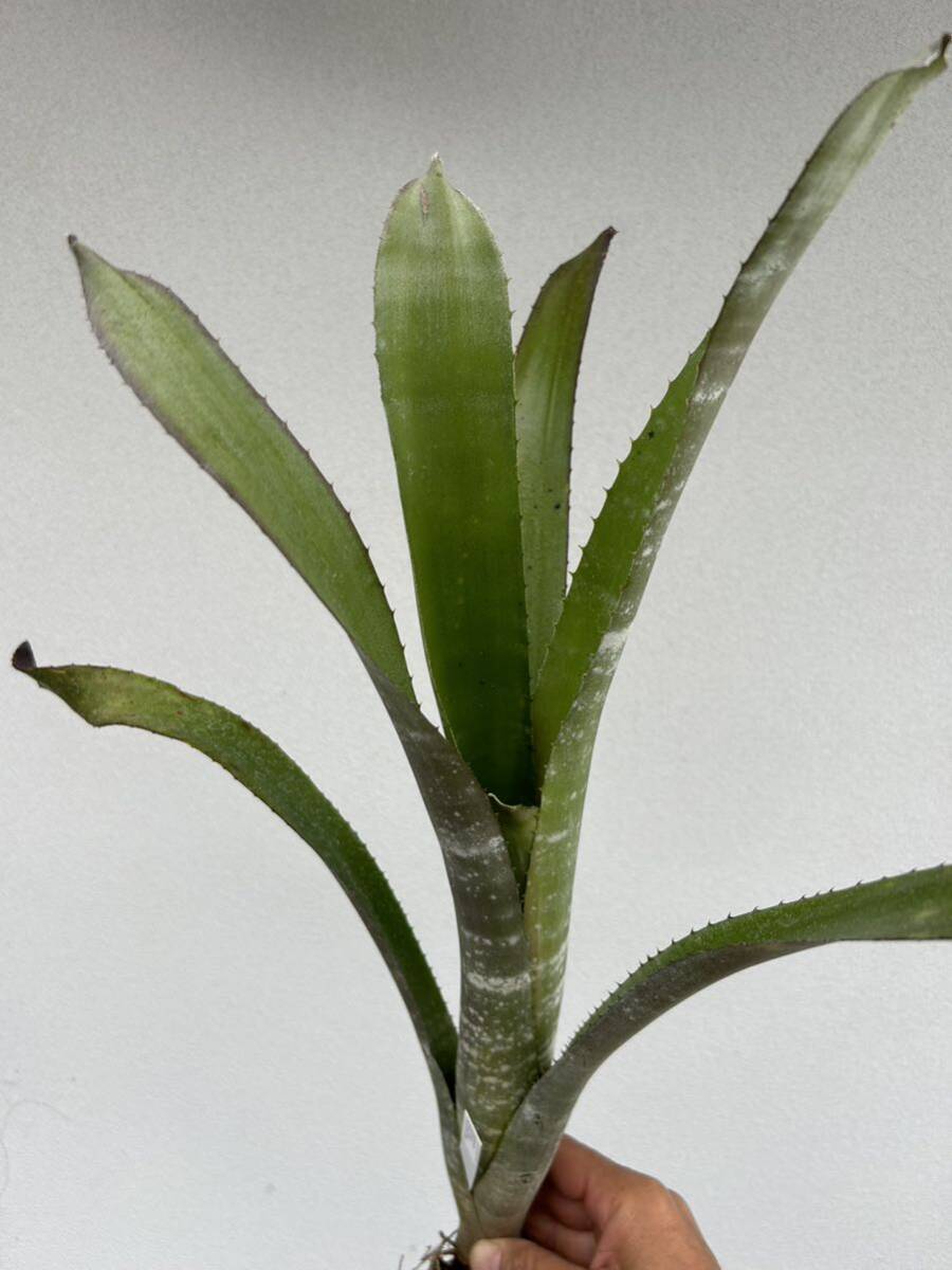 Billbergia violace Brom-L #405 TF 8268 ビルベルギア　ビオラセア　トロピフローラ由来_画像2