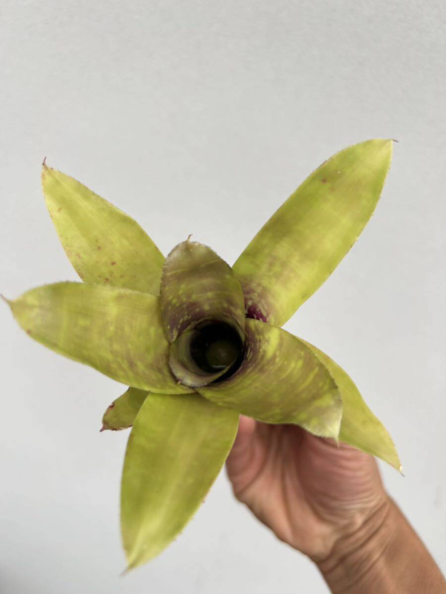 Neoregelia doeringiana TF 1605 Neo rege rear . kind 