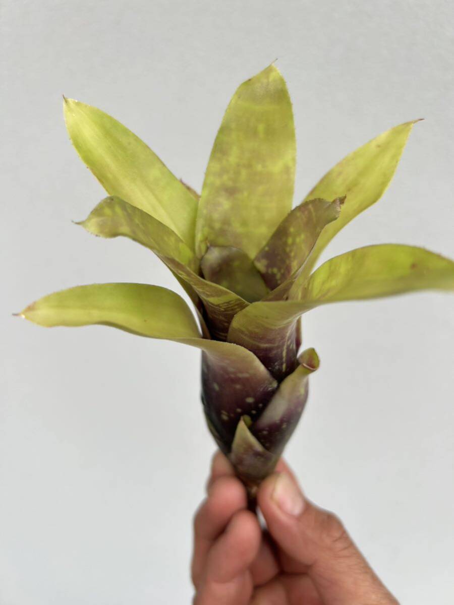 Neoregelia doeringiana TF 1605 ネオレゲリア　原種_画像4