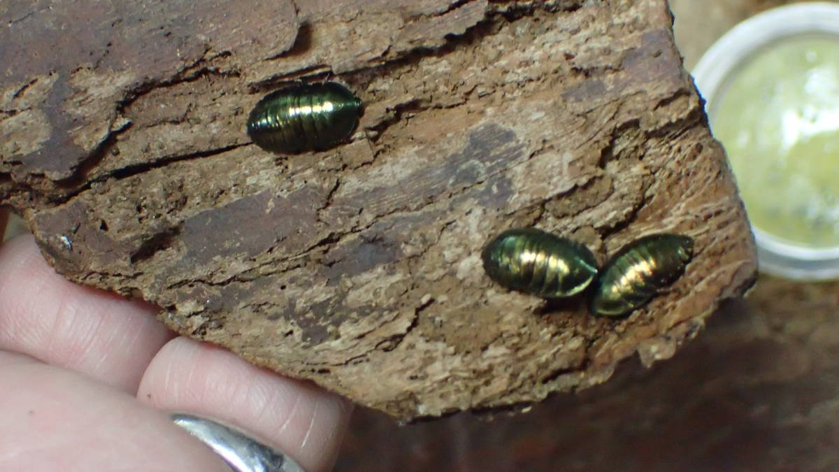 ニジイロゴキブリ エメラルドジュエルローチ  (Corydidarum magnifica) 初令幼体 12匹セットの画像3