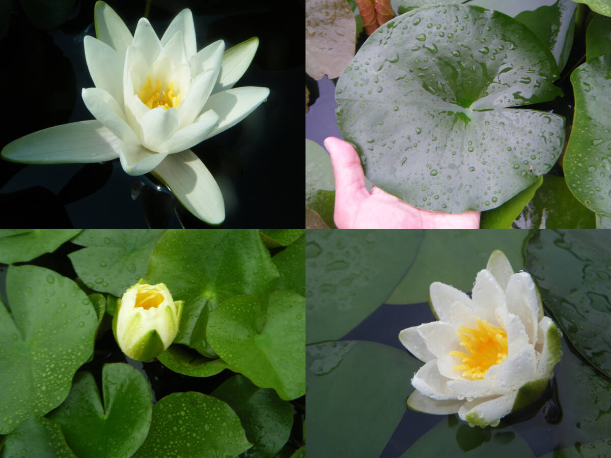 【開田屋水園】 耐寒性睡蓮 カンディダ・ネグレクタ （スイレン） 苗_同個体群の花/浮葉