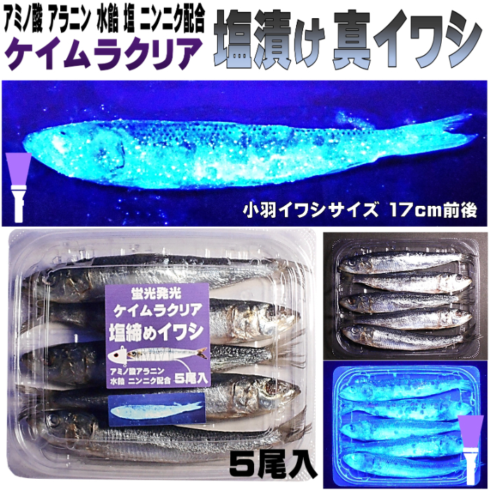 テンヤタチウオ 餌 テンヤ太刀魚 仕掛け 激臭にんにく アミノ酸配合 紫外線蛍光発光 ケイムラクリア 塩締め マイワシ 17cm前後 ５尾入_画像1