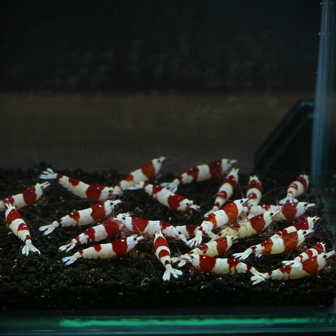  на фото особь 30 шт bee shrimp красный 