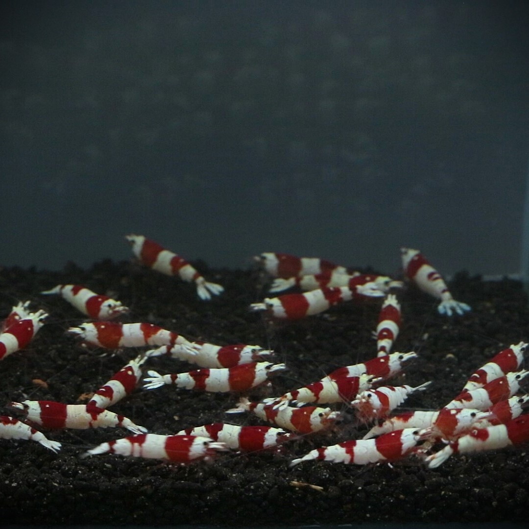  pictured individual 30 pcs bee shrimp red 