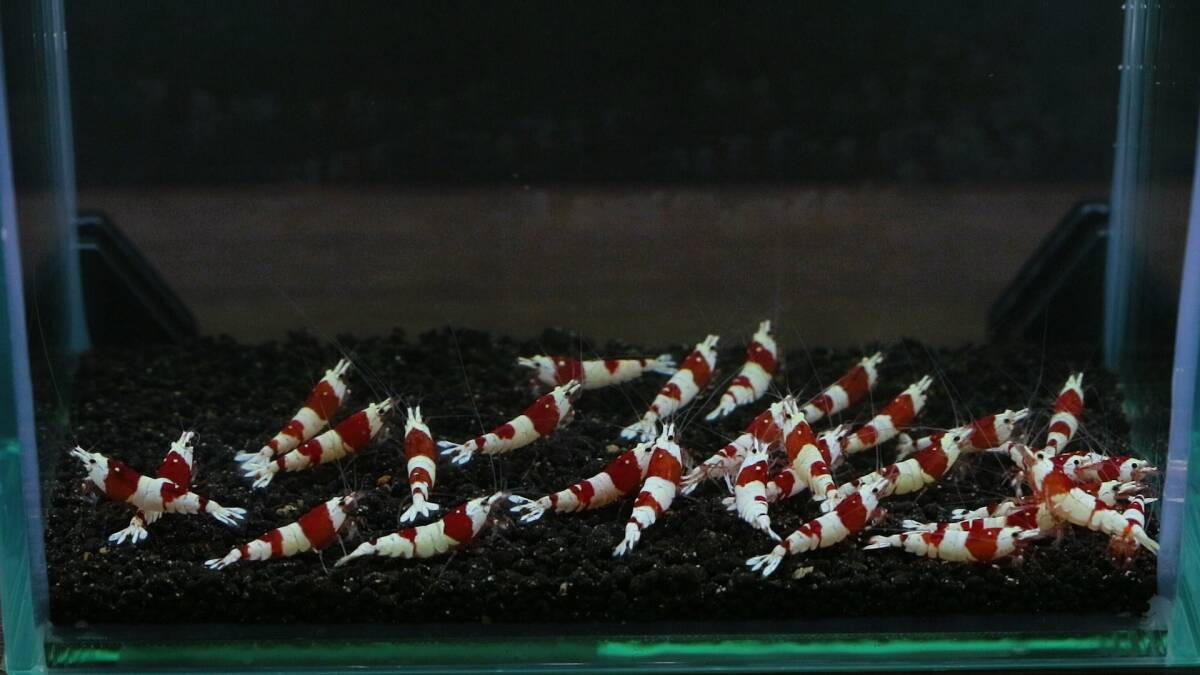  на фото особь 30 шт bee shrimp красный 
