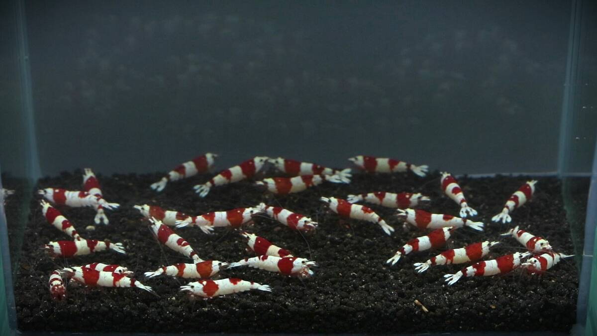  pictured individual 30 pcs bee shrimp red 