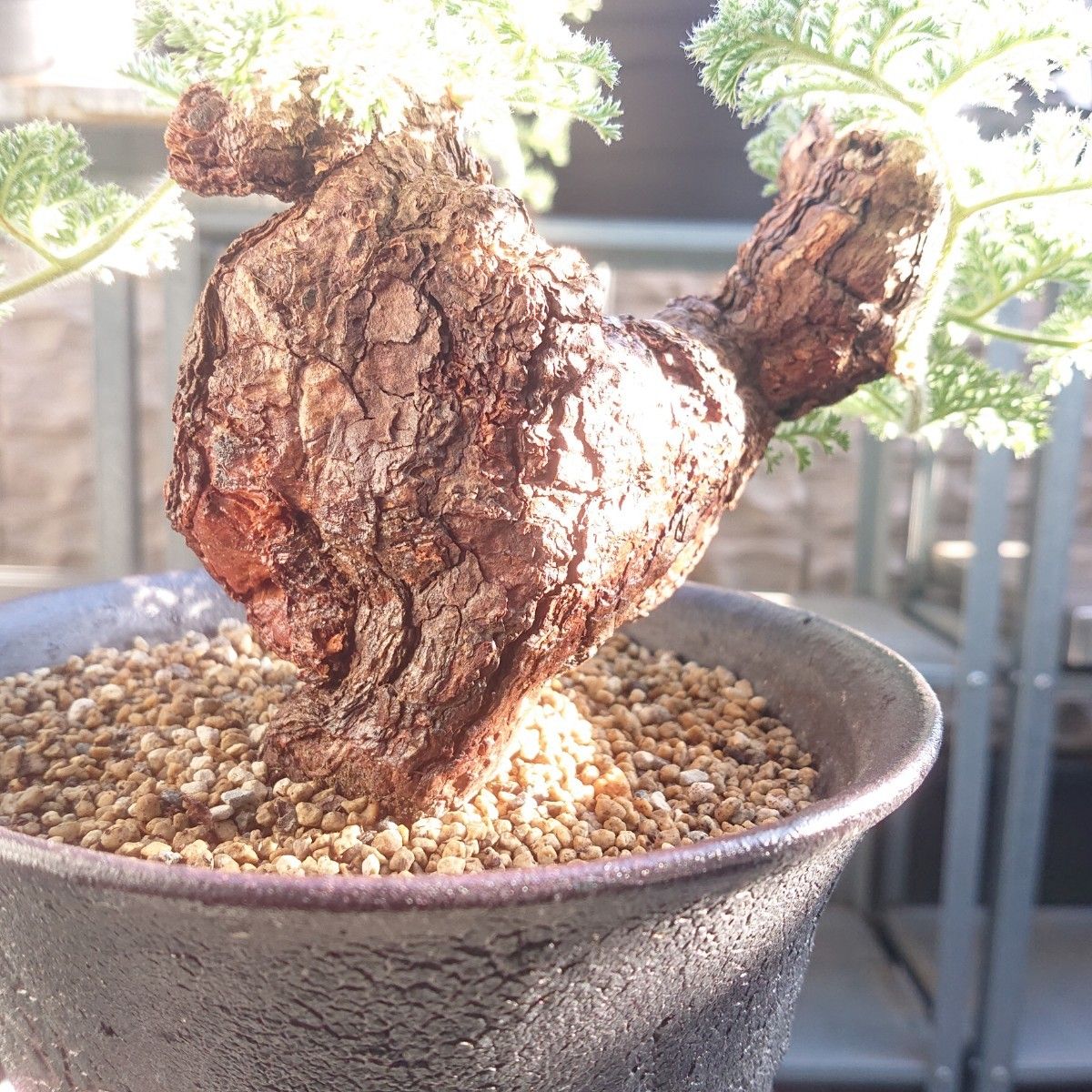 Pelargonium triste ペラルゴニウム トリステ  鉢付