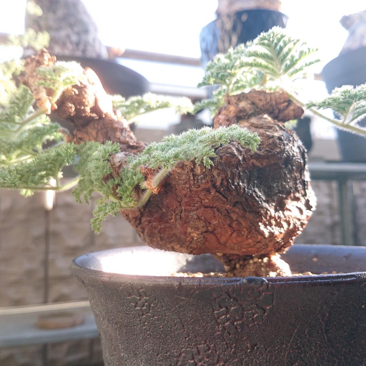 Pelargonium triste ペラルゴニウム トリステ  鉢付