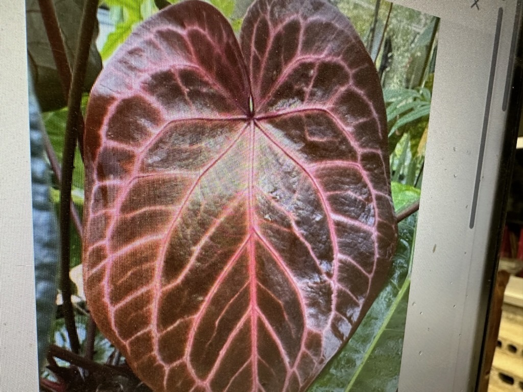 ＫＮ　アンスリューム(ベニウチワ属）　‘レッドクリスタリナム‘　NSE（ANTHURIUM `RED CRYSTALLINUM` NSE）　　　　0.8Ｍ以下_写真２も参考・・・