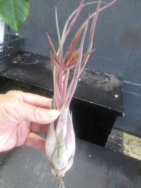 ＫＮ　ティランジア　セレリアナｘカプトメデューサエ‘パープル‘（TILLANDSIA SELERIANA x caput-medusae`purple`2 0.8Ｍ以下_画像1