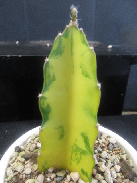 ＫＮ　斑入り葉三角柱　ヒロセレウス　ガテマレンシス（HYLOCEREUS GUATEMALENSIS `VARIEGATED`）　　　0.8Ｍ以下_画像2