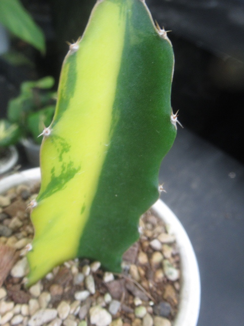 ＫＮ　斑入り葉三角柱　ヒロセレウス　ガテマレンシス（HYLOCEREUS GUATEMALENSIS `VARIEGATED`）　　　0.8Ｍ以下_画像5