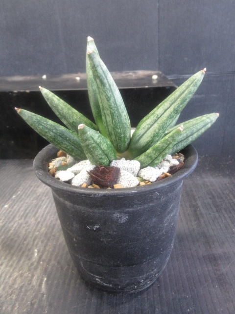 ＫＮ　１円！　サンスベリア(チトセラン属）　ハイブリッド　‘イザナギ‘（SANSEVIERIA hybrid `IZANAGI`）　　　　0.8Ｍ以下_画像1