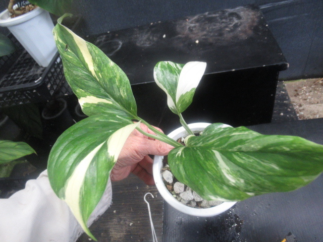 KN 1 jpy! monstera ( howe laishou.)rekre rear na* white .*(MONSTERA LECHLERIANA `variegated`) 0.8M and downward 