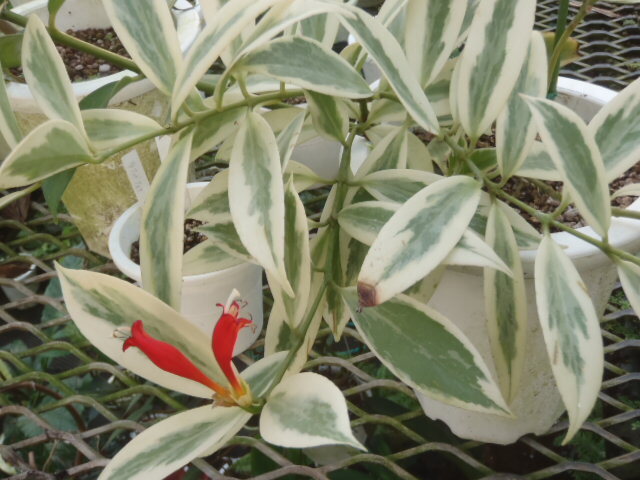 ＫＮ　エスキナンサス　ＳＰ、　‘ホワイトマージン‘（AESCHYNANTHUS SP, `WHITE MARGIN`）　　　　0.8Ｍ以下_写真１は参考・・・